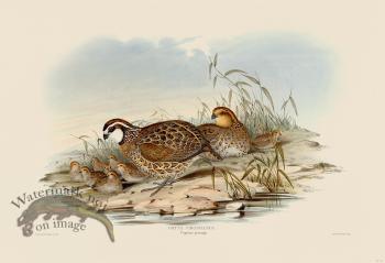 01 Bob White or Virginian Patridge